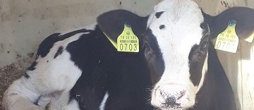 BÜYÜKBAŞ BESİCİLİK